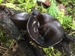 Pseudoplectania vogesiaca