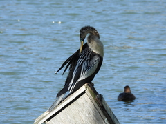 Anhinga anhinga