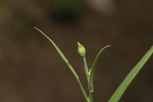 Image of Pseudopodospermum elatum by (c) Eleftherios Katsillis, some rights reserved (CC BY)