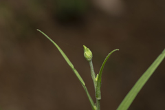 Pseudopodospermum elatum