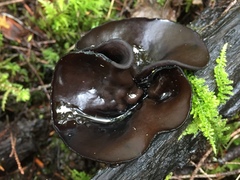 Pseudoplectania vogesiaca