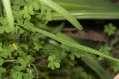 Pseudopodospermum elatum