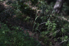 Pseudopodospermum elatum