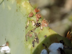 Hyperaspis trifurcata