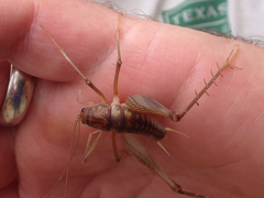 Ceuthophilus secretus