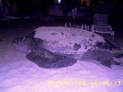 Dermochelys coriacea