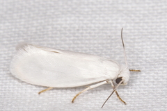 Tegeticula yuccasella