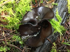 Pseudoplectania vogesiaca