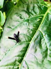 Parachartergus apicalis