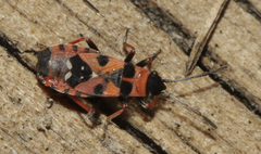 Horvathiolus guttatus
