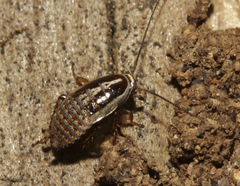 Phyllodromica