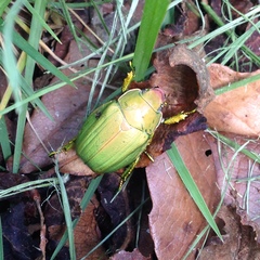 Chrysina laniventris