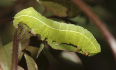 Amphipyra effusa