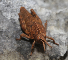 Ocnerodes fallaciosus