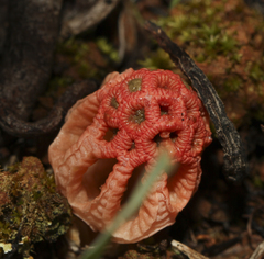 Colus hirudinosus