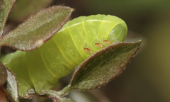 Amphipyra effusa