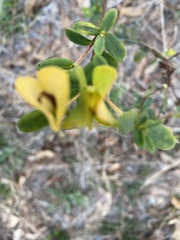 Baptisia lanceolata