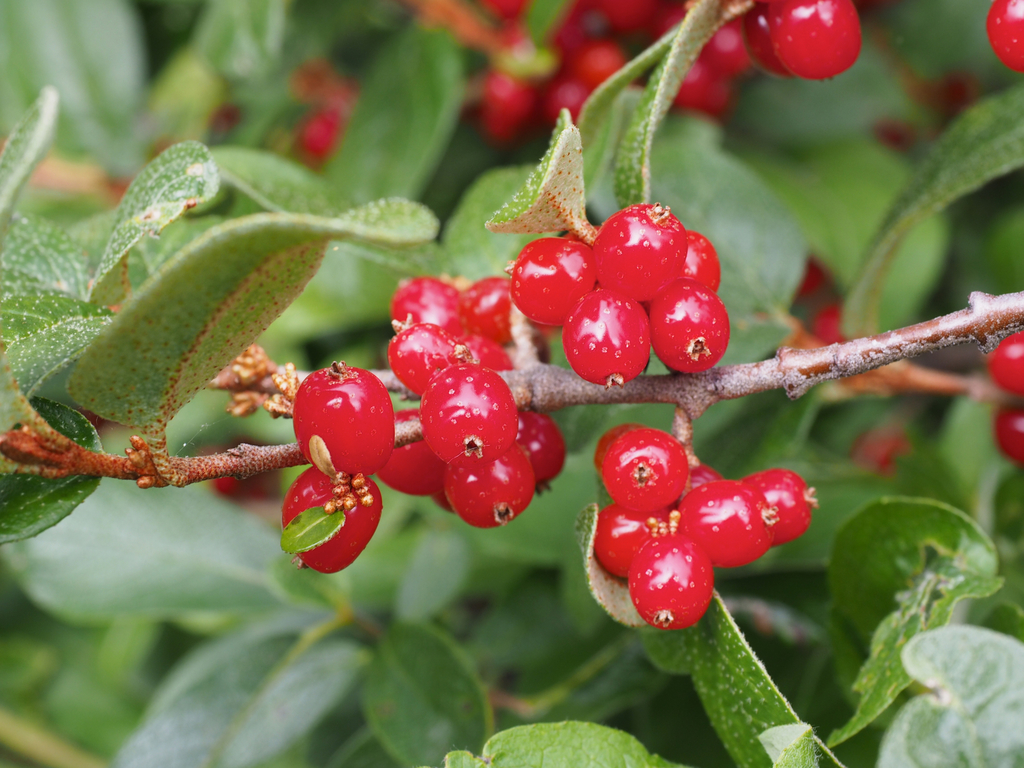 Canadian buffalo-berry (CKISS EcoGarden plant list) · iNaturalist