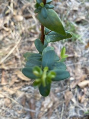 Baptisia lanceolata