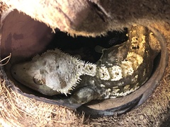 Correlophus ciliatus