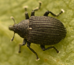 Anoplus roboris