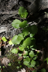 Baccharis glomeruliflora