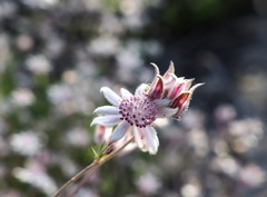 Actinotus forsythii