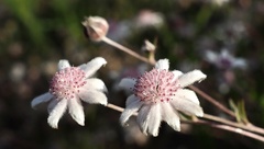 Actinotus forsythii