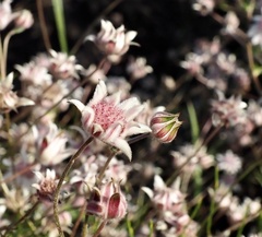 Actinotus forsythii