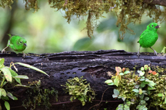 Chlorochrysa phoenicotis