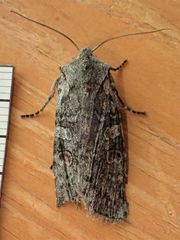 Lithophane pertorrida