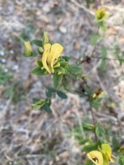 Baptisia lanceolata