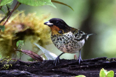 Ixothraupis rufigula