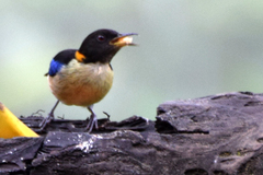 Iridophanes pulcherrimus