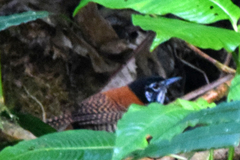 Cantorchilus nigricapillus