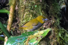 Chlorospingus flavigularis