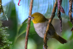 Chlorospingus flavigularis