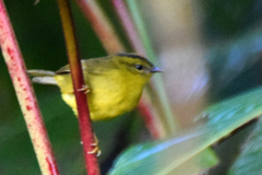 Myiothlypis chlorophrys