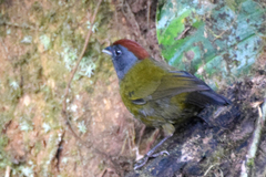 Arremon castaneiceps