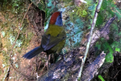 Arremon castaneiceps