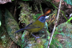 Arremon castaneiceps