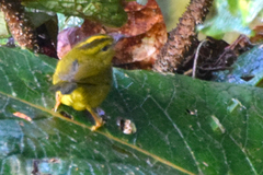 Myiothlypis chlorophrys