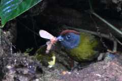 Arremon castaneiceps