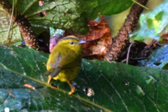 Myiothlypis chlorophrys