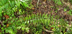 Asplenium polyodon image