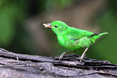 Chlorochrysa phoenicotis