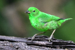 Chlorochrysa phoenicotis