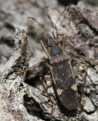 Dieuches armatipes