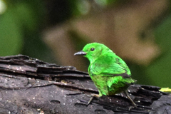 Chlorochrysa phoenicotis