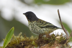 Ixothraupis rufigula